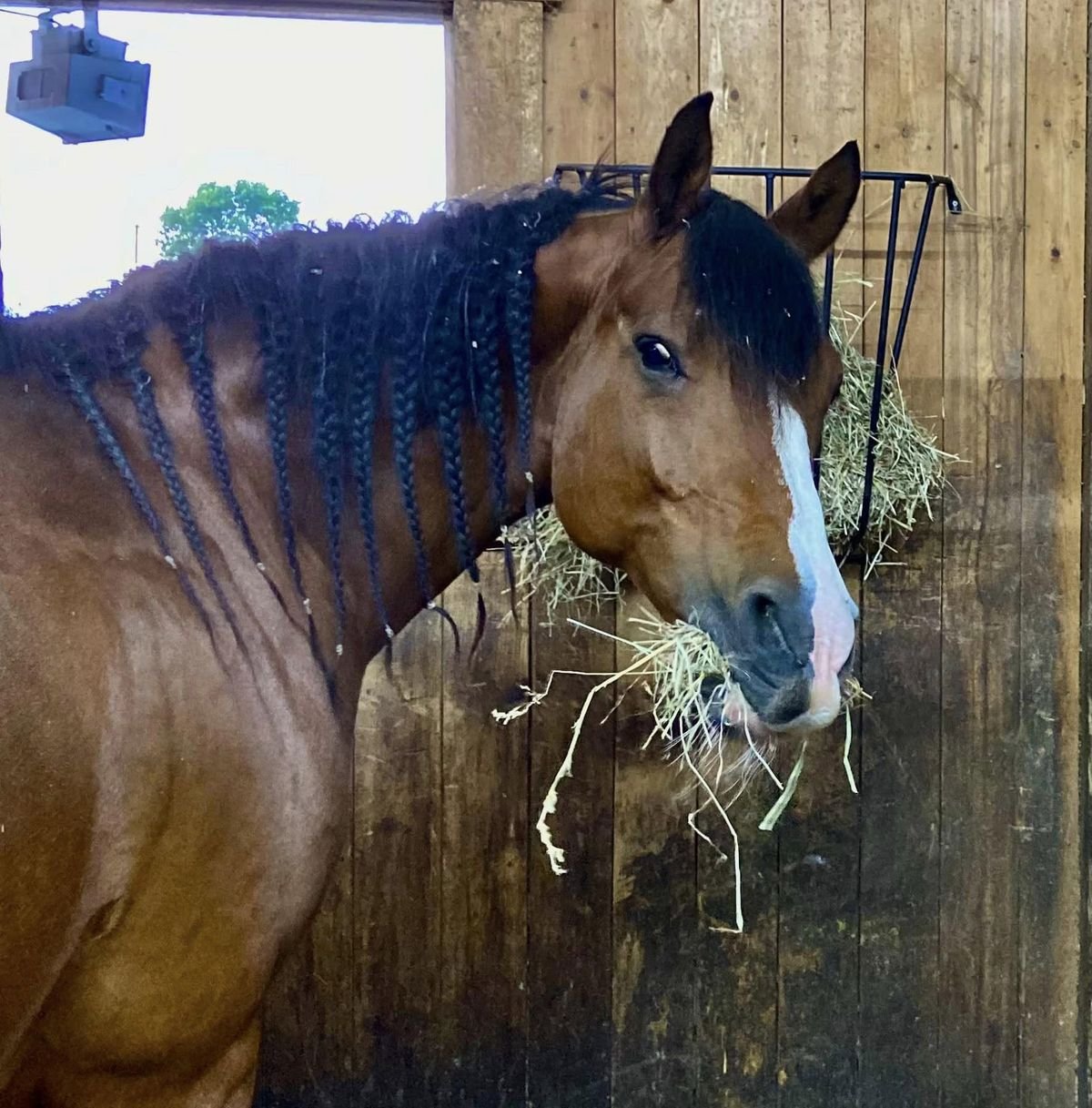 A bay horse with a braided mane eating hay from a wall rack inside a wood-lined stall