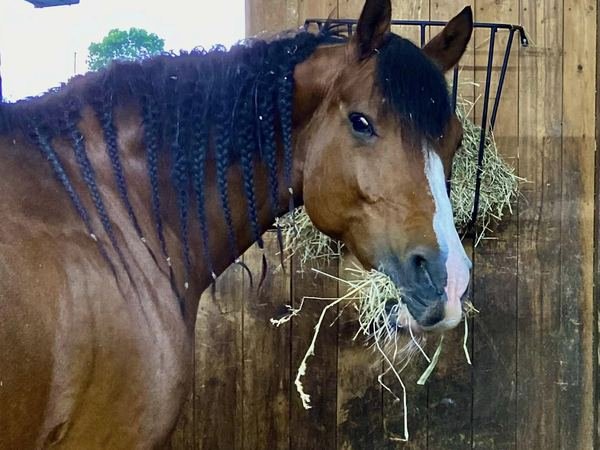 A bay horse with a braided mane eating hay from a wall rack inside a wood-lined stall