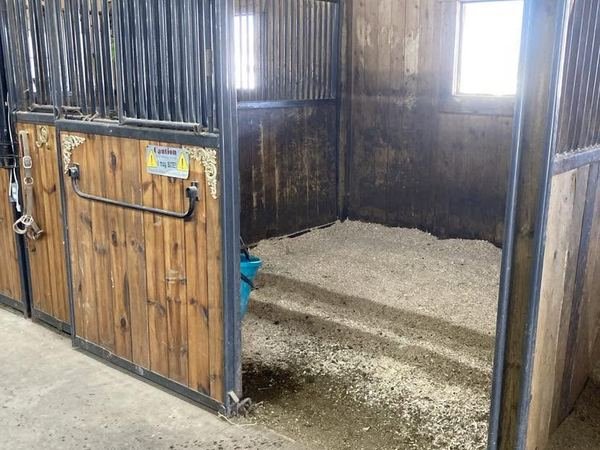 An open box stall with wood-lined walls, a metal grille front, an exterior window and fresh shavings bedding